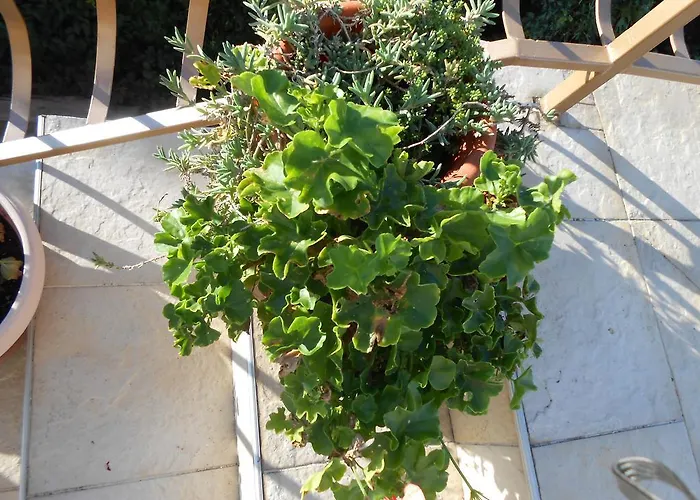 Διαμέρισμα Boutique Julija Βόντιτσε